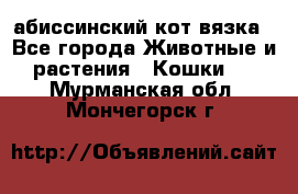 абиссинский кот вязка - Все города Животные и растения » Кошки   . Мурманская обл.,Мончегорск г.